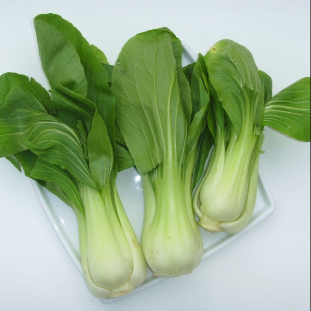 *150 seeds* Green Pak Choi / Bok Choy / Horse's Ear / Chinese Celery