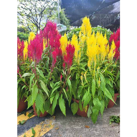 Celosia argentea (CNY Plant/ Indoor/ Outdoor) Shopee Singapore