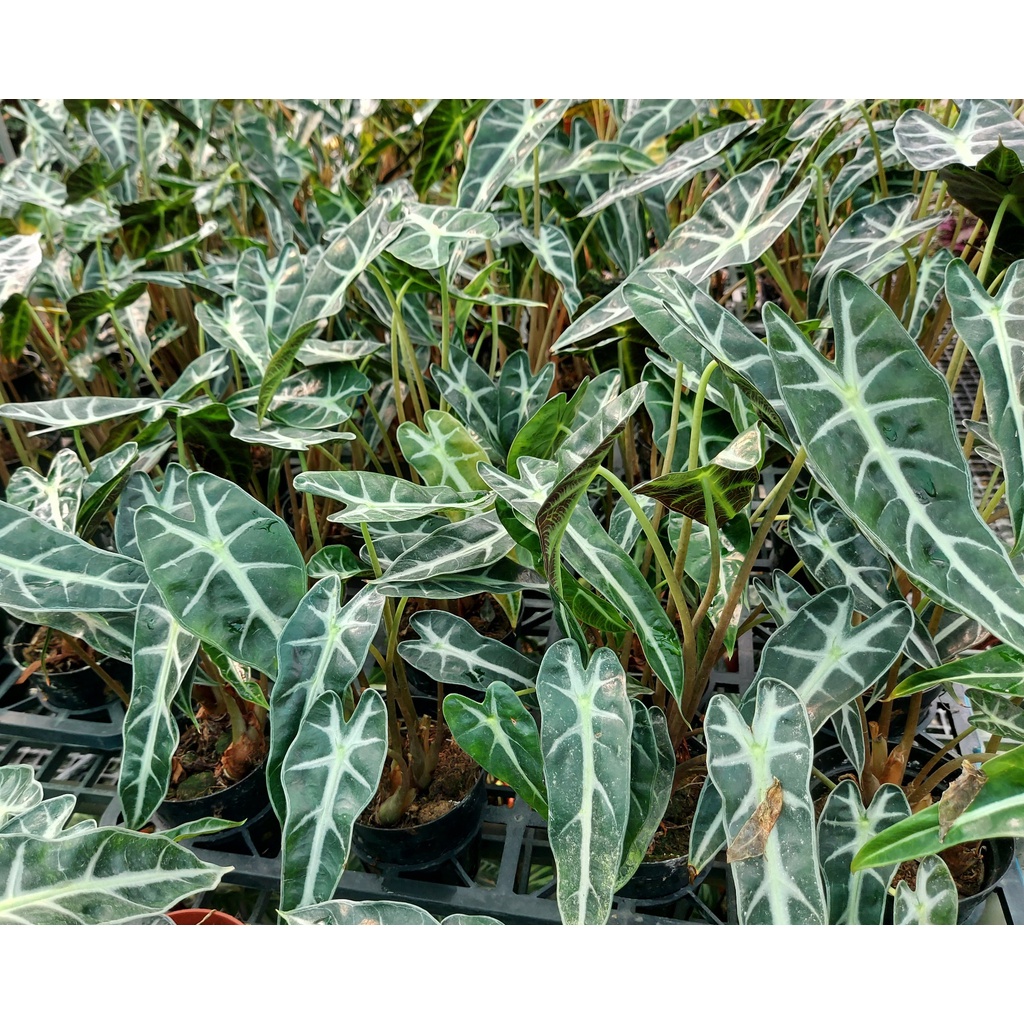 Alocasia Amazonica Indoor House Home Potted Plant Shopee Singapore