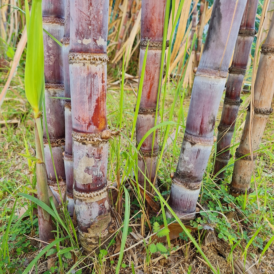 Purple Sugar Cane Cutting for Planting (fr SG) Shopee Singapore