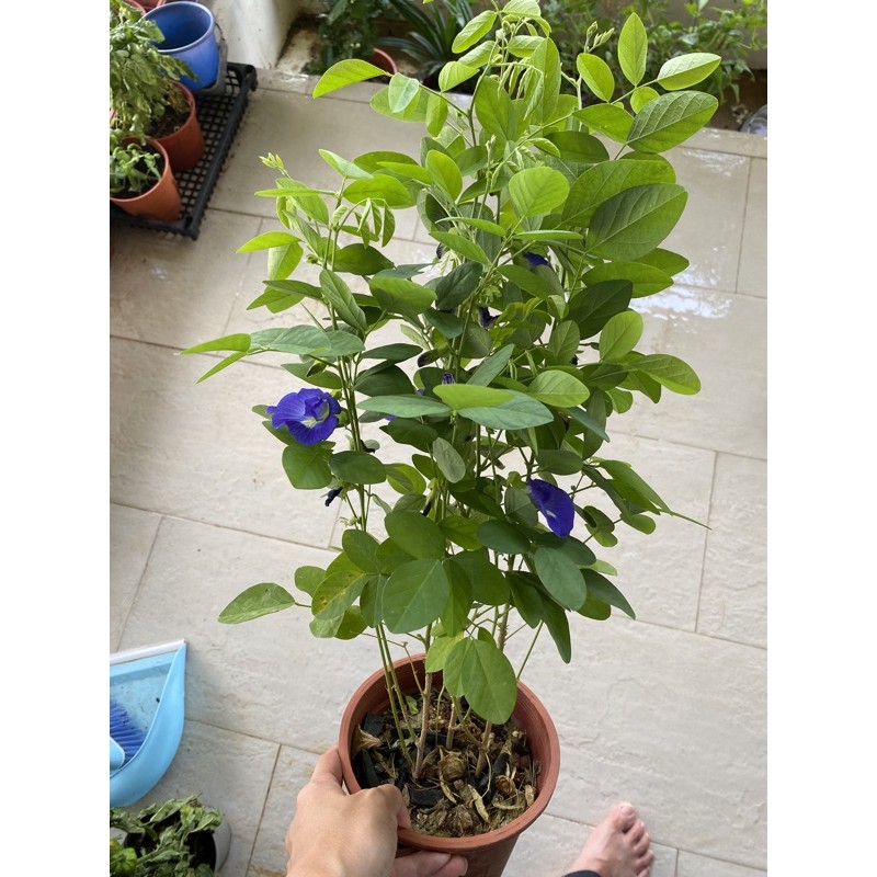 Butterfly blue pea organic edible flowering Shopee Singapore