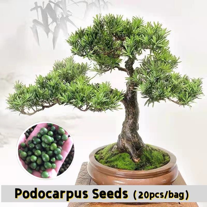 [Easy To Grow In Singapore] 20 Pcs Mixed Podocarpus Seeds Indoor Plants