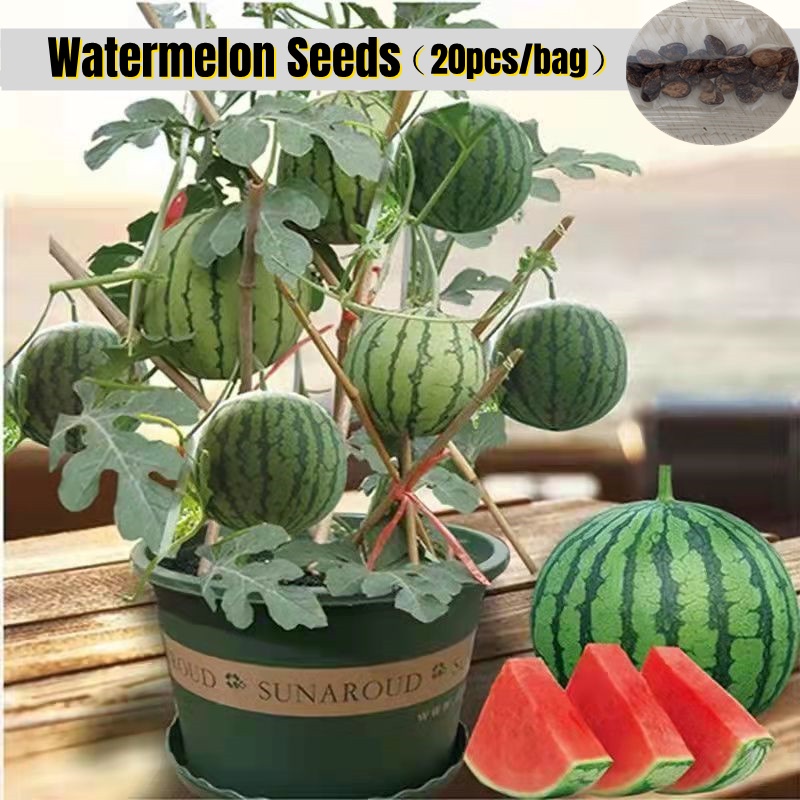 [Easy To Grow In Singapore] 20pcs Edible Dwarf Watermelon Seeds Fruit Seeds for Planting Potted