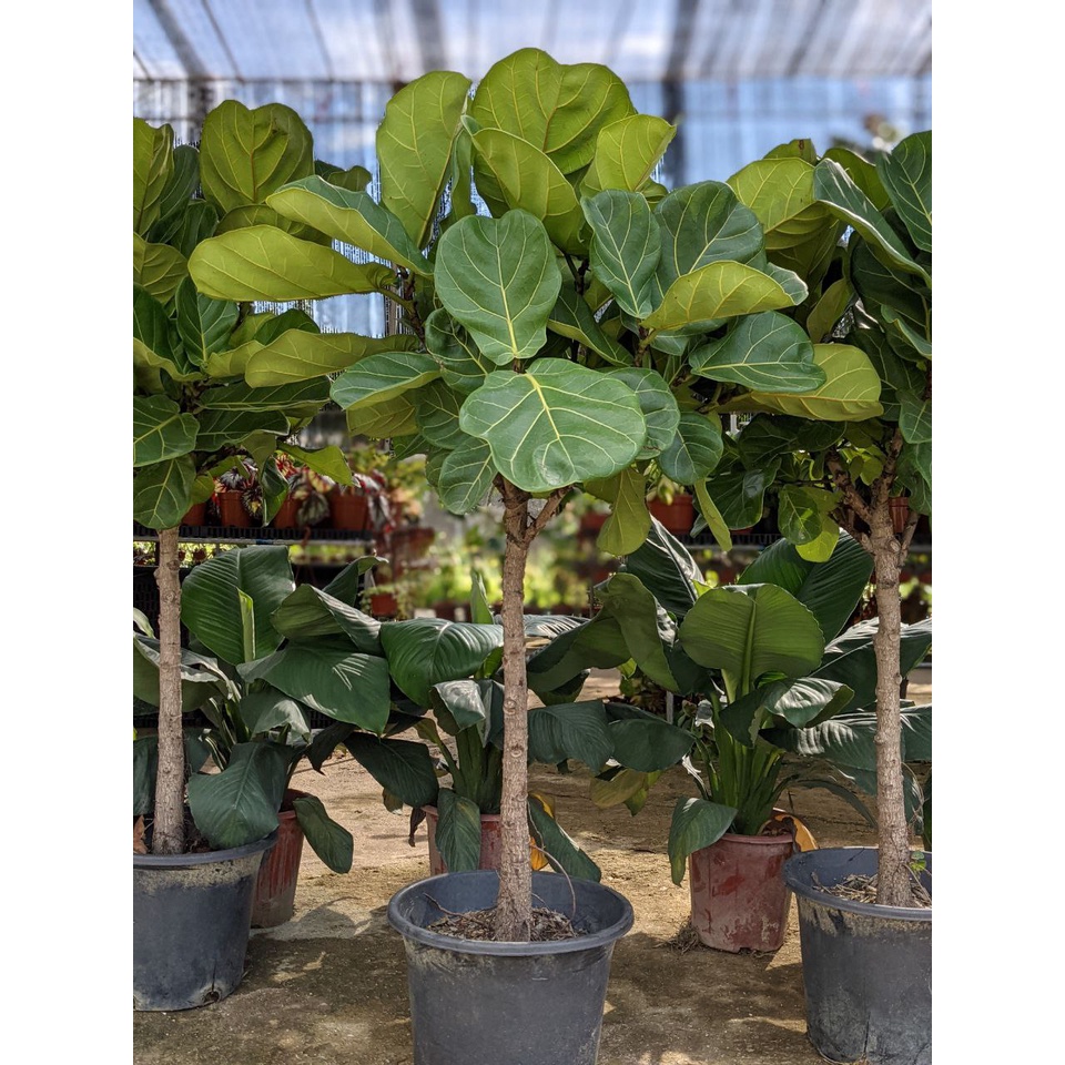 Fiddle Leaf Fig Tree (Ficus Lyrata) FussFree and EasyCare Shopee