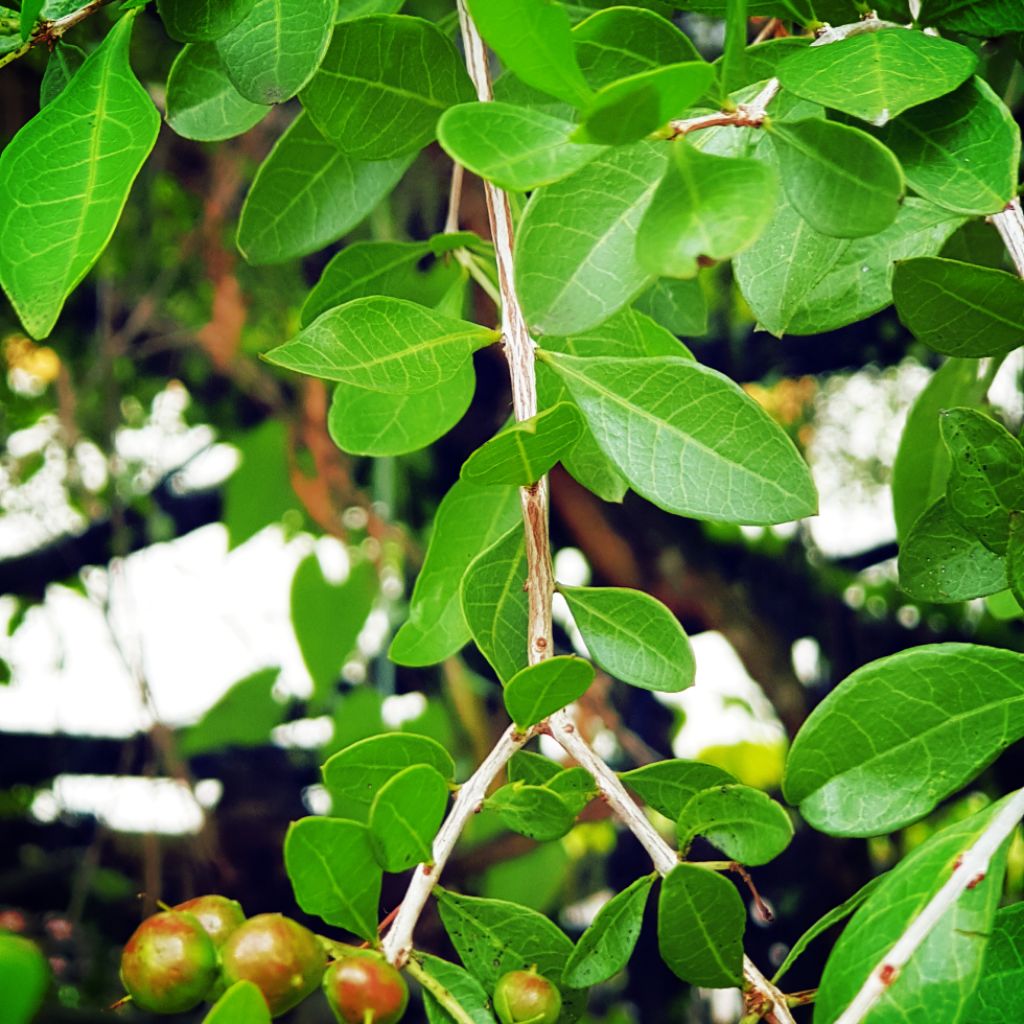 20 Henna Tree seeds Garden Seeds nonGMO Vegetable Seeds for planting