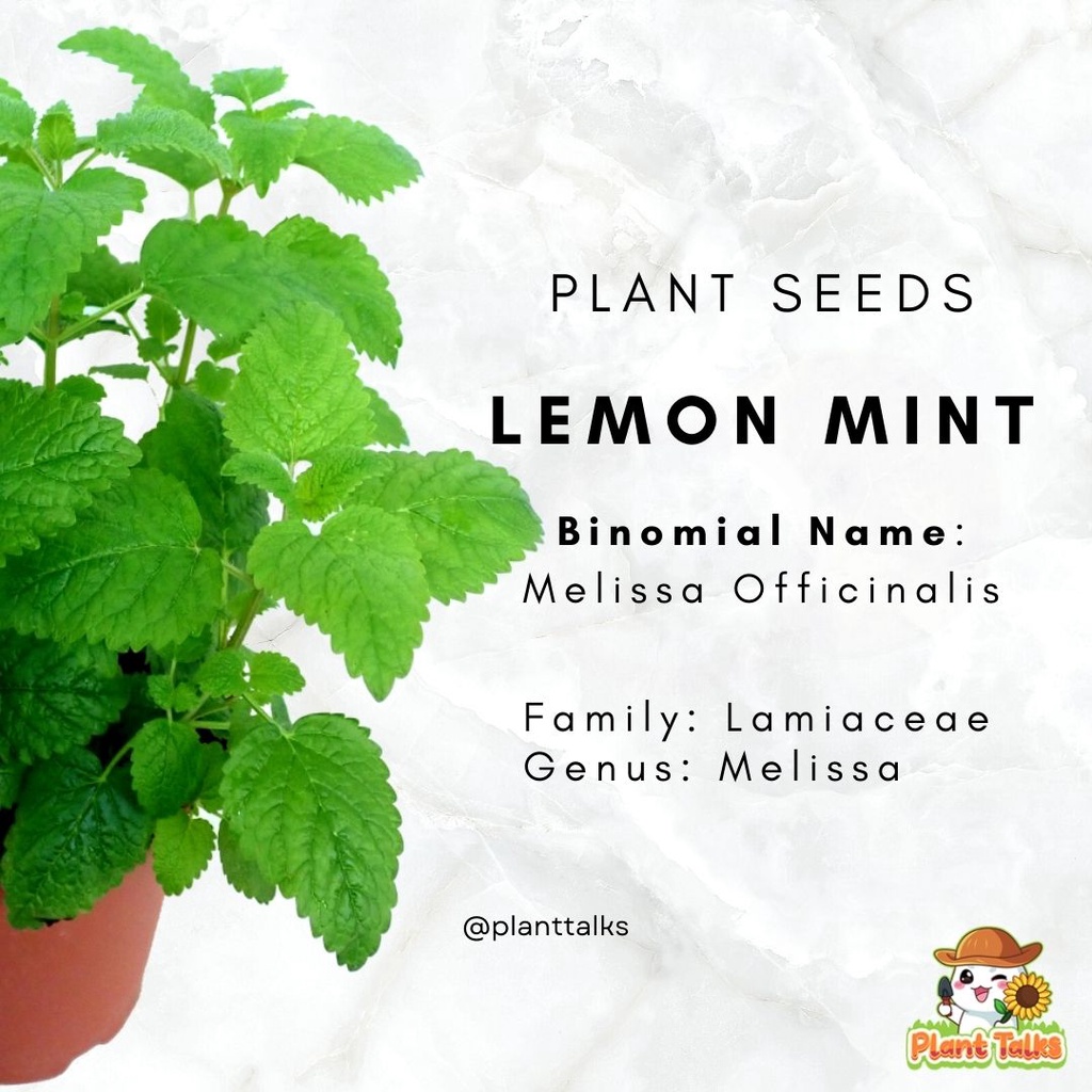 60 Lemon Mint Plant Seeds / High Germination /Edible Mint Seed / Mint