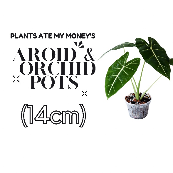 14cm Aroid & Orchid Plastic Hanging Plant Pot (Transparent/Clear) With