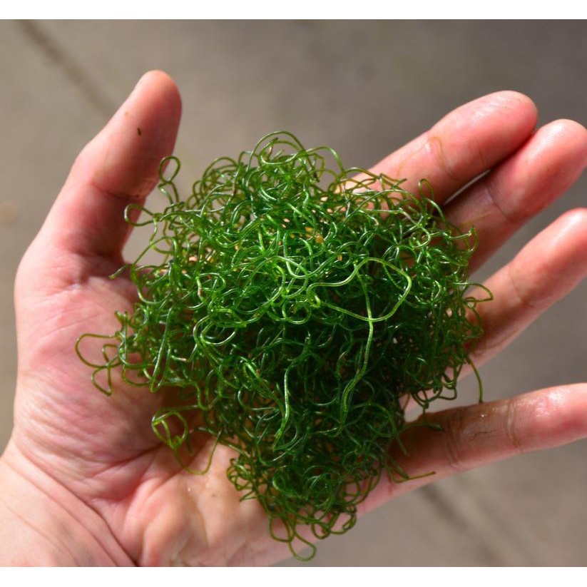 [Local Seller] Chaetomorpha Algae for Opae Ula / Marine Tank Shopee
