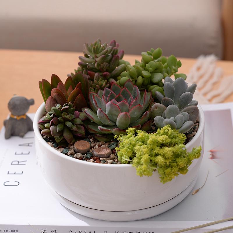 White Simple Creative Mini Succulent Ceramic Round Pots