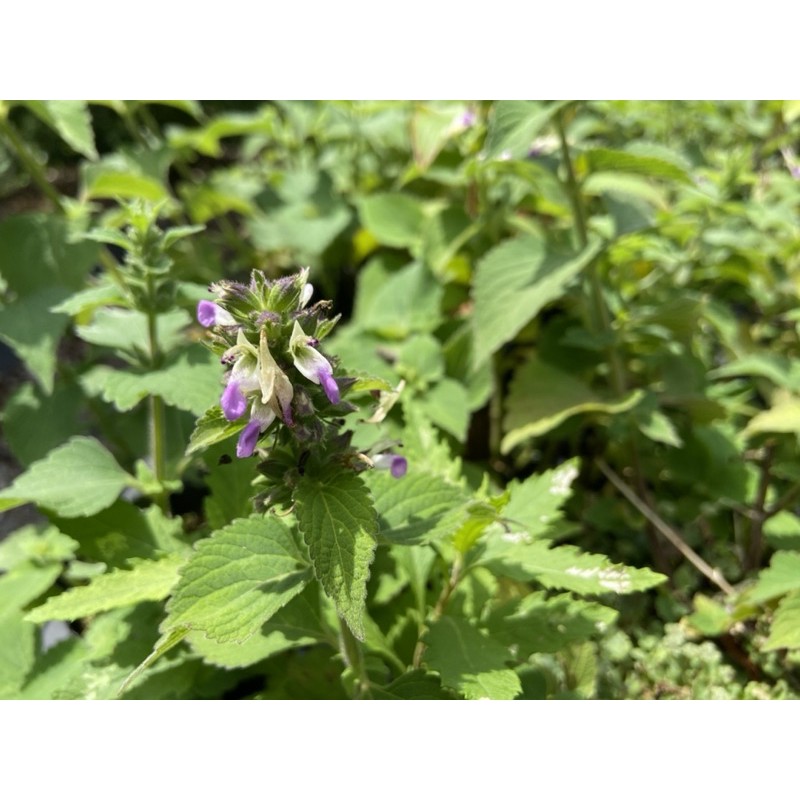 魚針草的價格推薦 2021年8月 比價比個夠BigGo