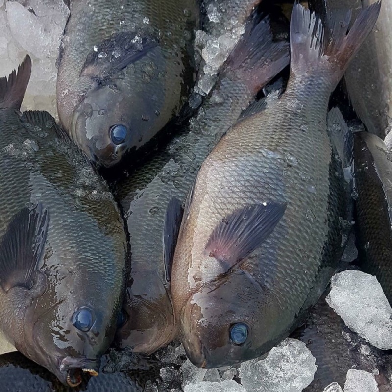 黑毛魚拍賣/評價與PTT熱推商品2021年4月飛比價格