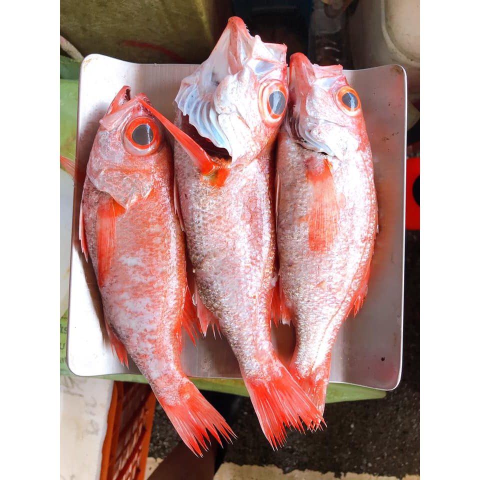 紅喉魚的價格推薦 2021年4月 比價比個夠BigGo