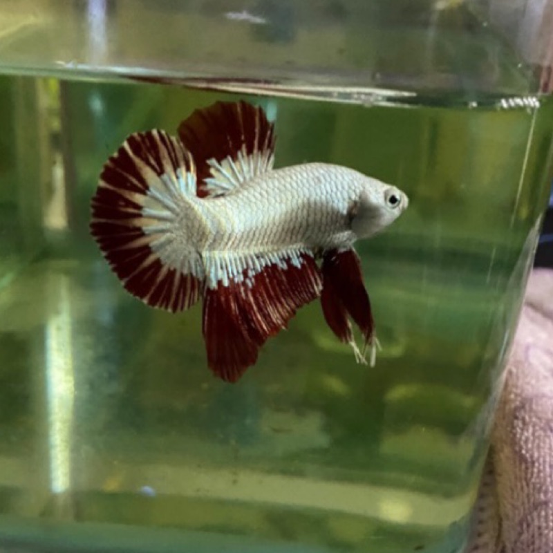 鬥魚 紅龍pk子魚 免打氣 5隻一組 約2公分 50天大————高級飼料 蝦皮購物