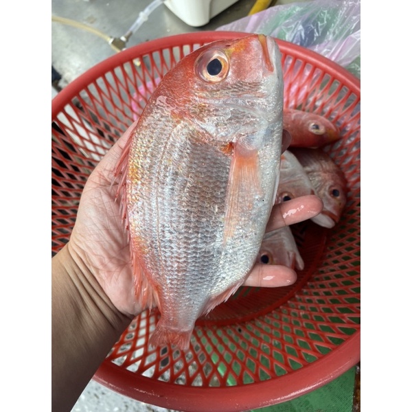 赤宗魚的價格推薦 2021年12月 比價比個夠BigGo