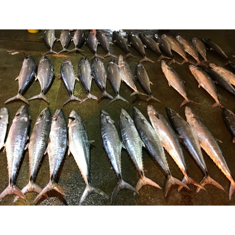 澎湖土魠魚的價格推薦 2021年4月 比價比個夠BigGo