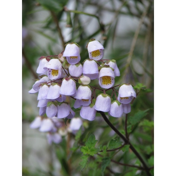 二唇茶杯花 ｜ Jovellana violacea ｜ 種子5顆/份 蝦皮購物