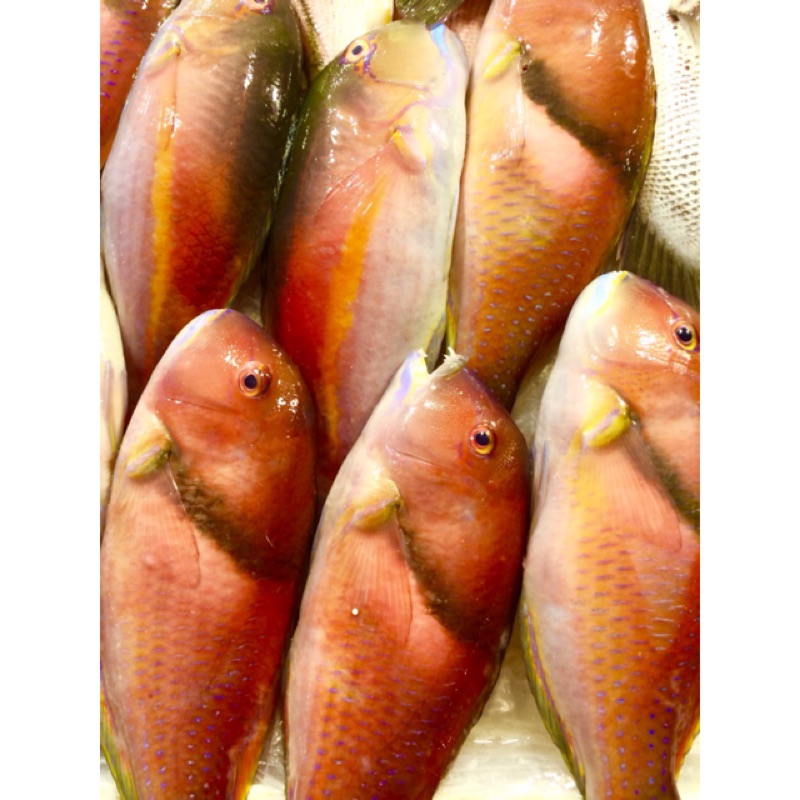 《魚門》澎湖寒鯛＊石老＊鸚哥＊新鮮美味 經濟實惠 蝦皮購物