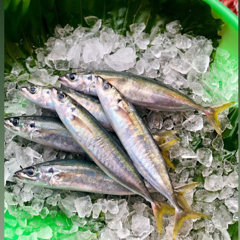 正港現撈野生海魚四破魚 蝦皮購物