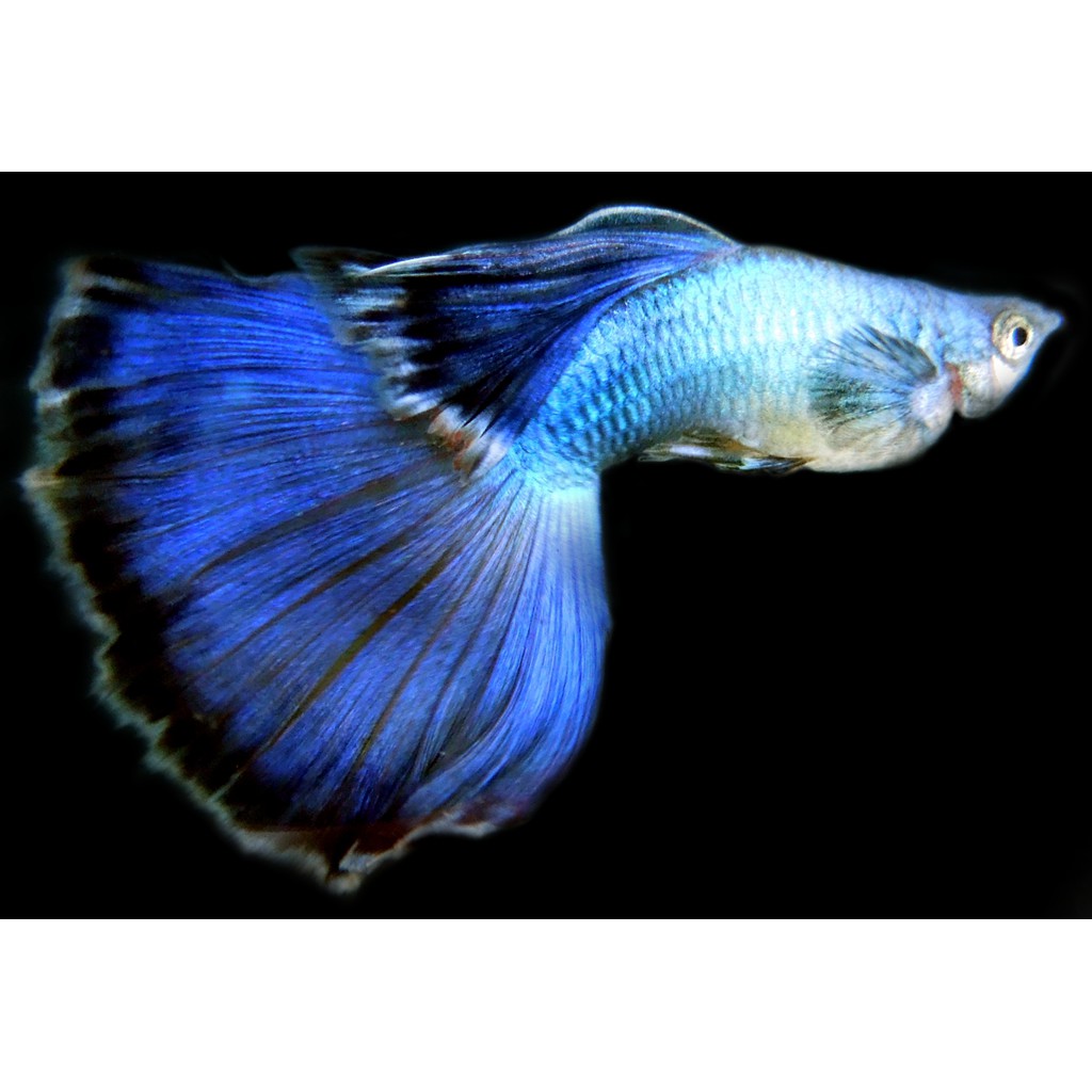 Mua ISTA Guppy Mineral Salts khoáng chất và vitamin cho loài cá bảy màu