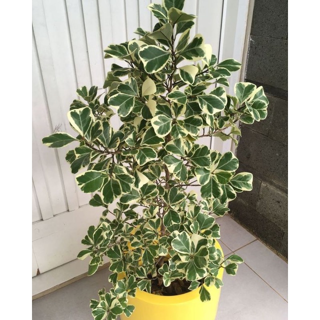 Cây Bàng Cẩm Thạch Ficus Triangularis OnlyPlants VN