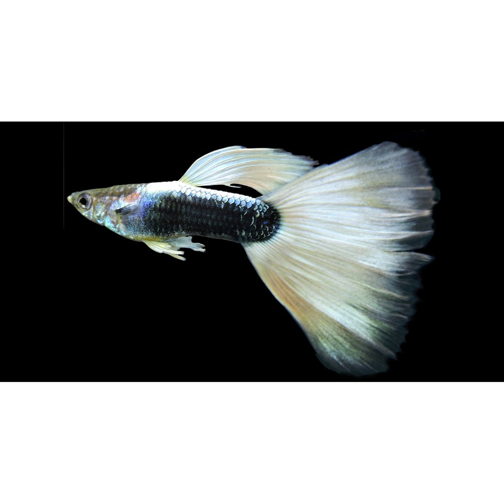 Mua ISTA Guppy Mineral Salts khoáng chất và vitamin cho loài cá bảy màu