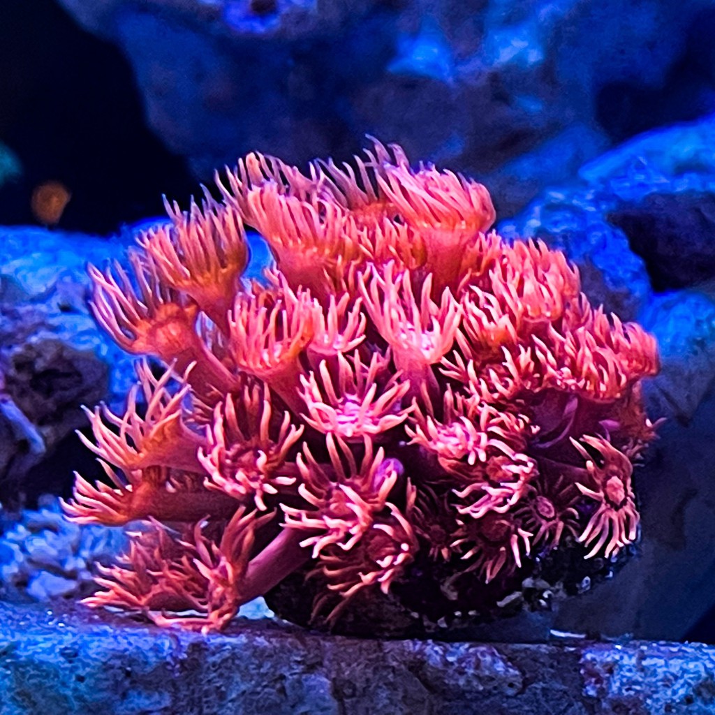 Eco Neo, Cửa hàng trực tuyến | Shopee Việt Nam