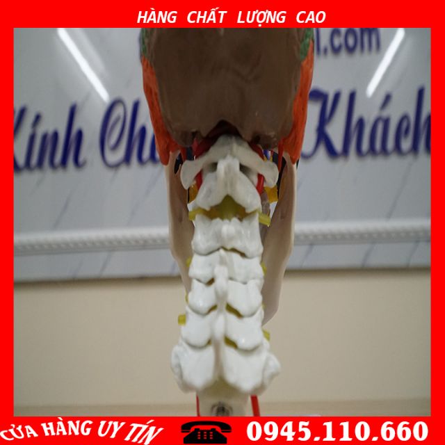 Nơi bán [MÔ HÌNH] Mô Hình Đầu Mặt Cổ Mô Hình Giải Phẫu Đầu Mặt Cổ