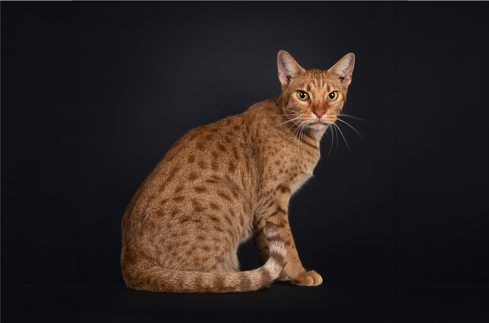 Ocicat - The Cat Fanciers' Association