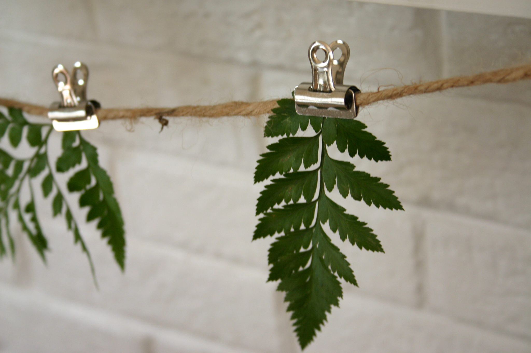 For 3.99 A Bunch Fern Leaves Can Go A Long Way Family Chic by