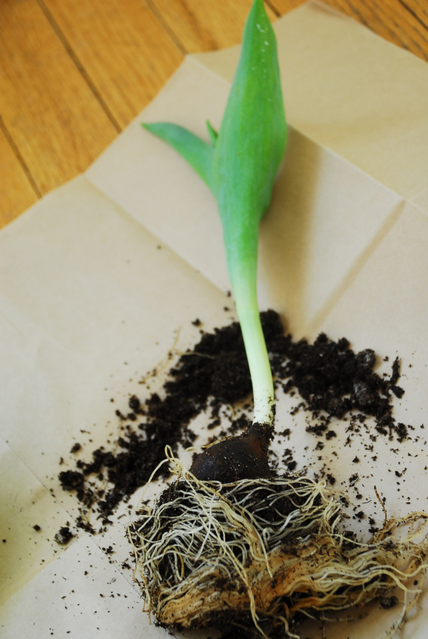 Tulip Root Balls Family Chic