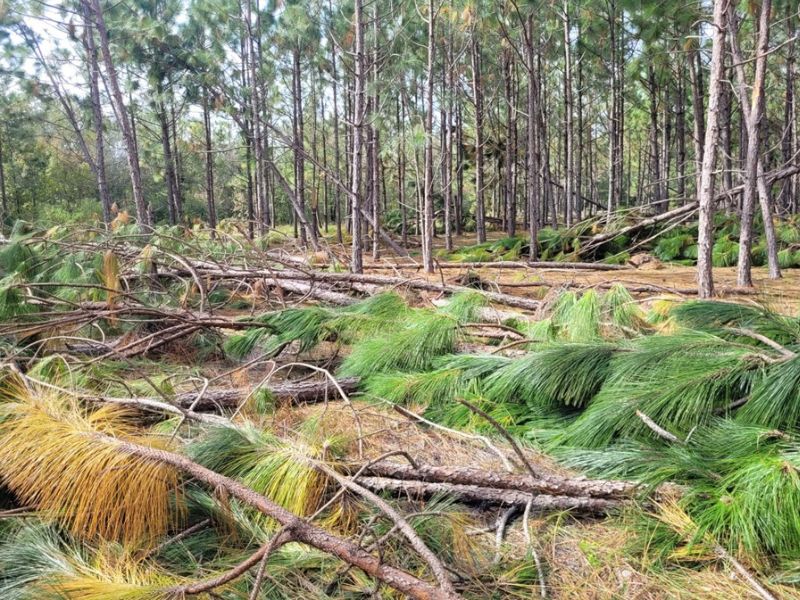After Hurricane Helene How to Claim Timber Casualty Losses and Defer
