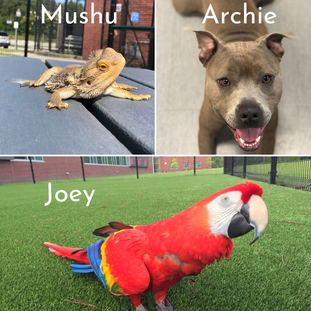 Employee Spotlight April Lehmann Cape Fear Community College