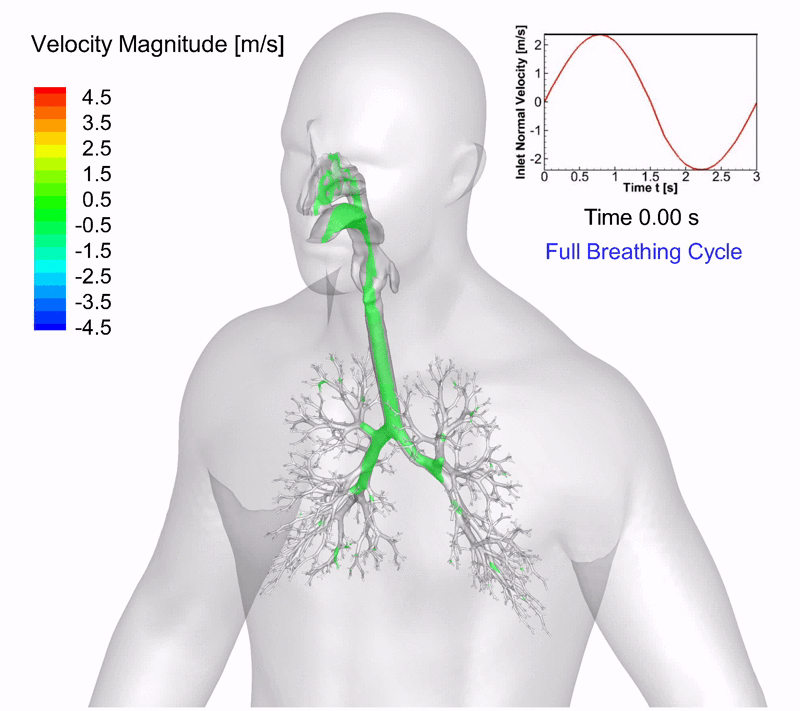 CFD Analysis and Effect of COVID 19 Transmission on Human Lungs · CFD Flow Engineering