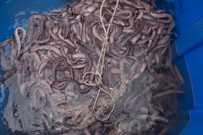 Hagfish Hagfish
