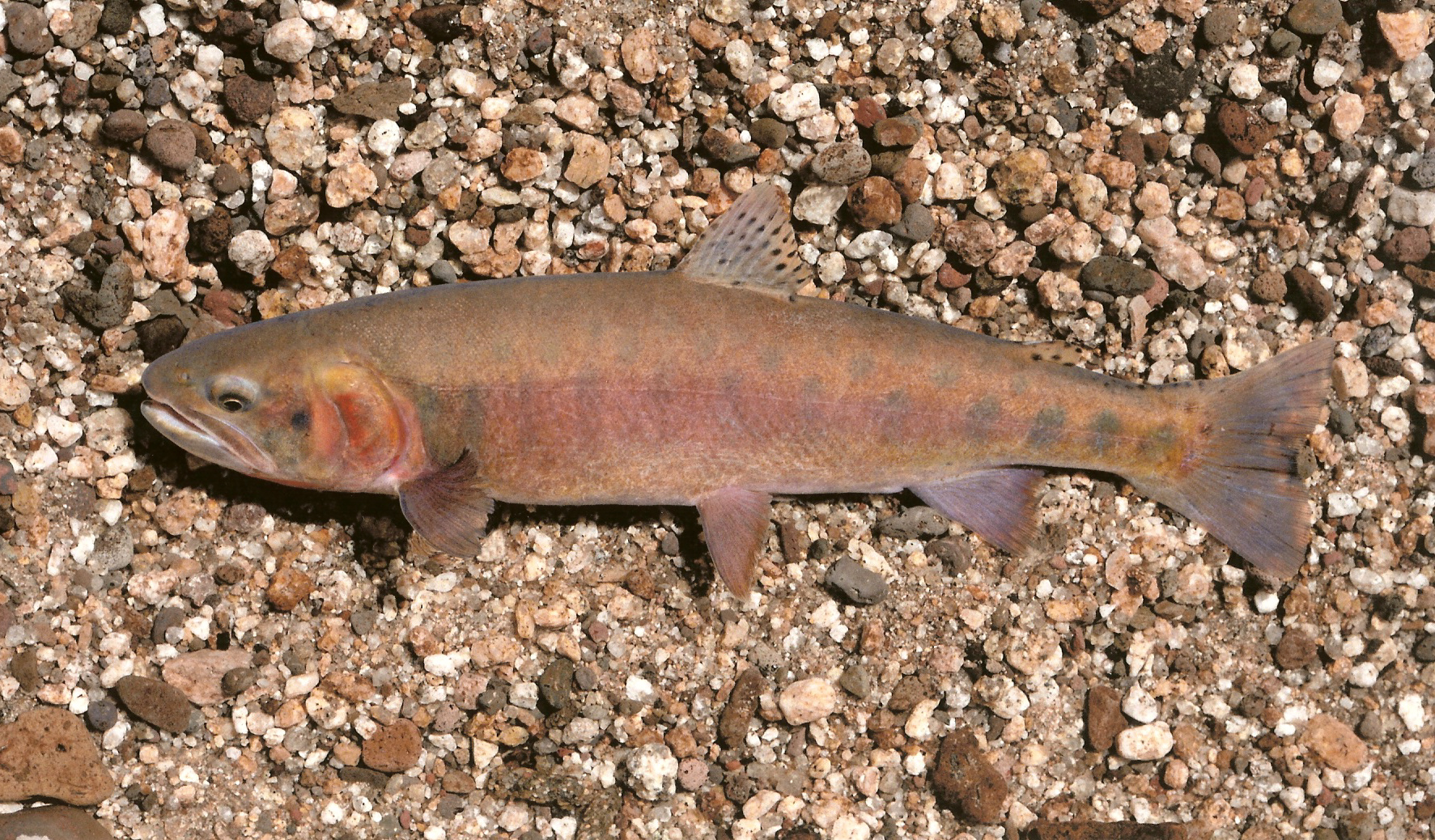 Trout species in south carolina