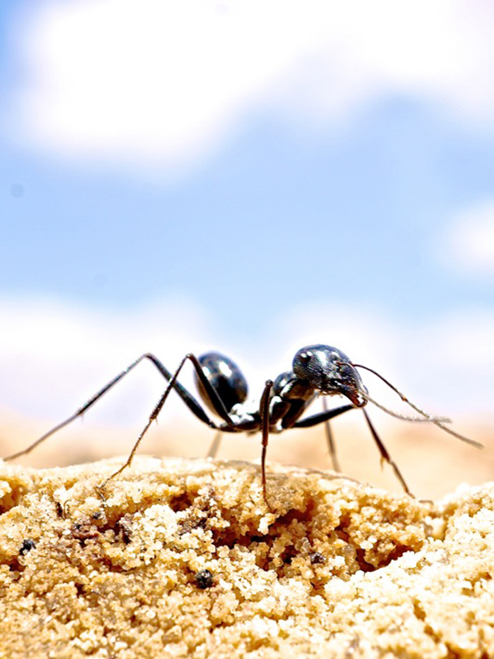Desert ants have incredible navigational skills •