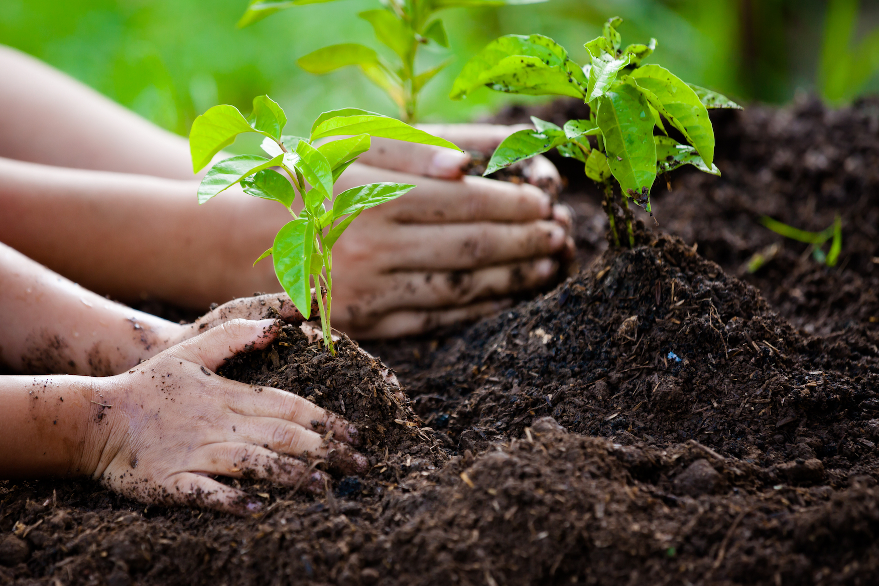 Planting trees won’t solve global warming, but it can certainly help