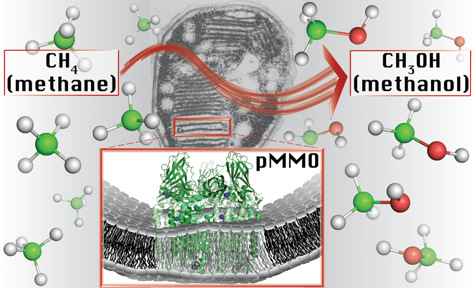 How bacteria can convert methane into a sustainable fuel