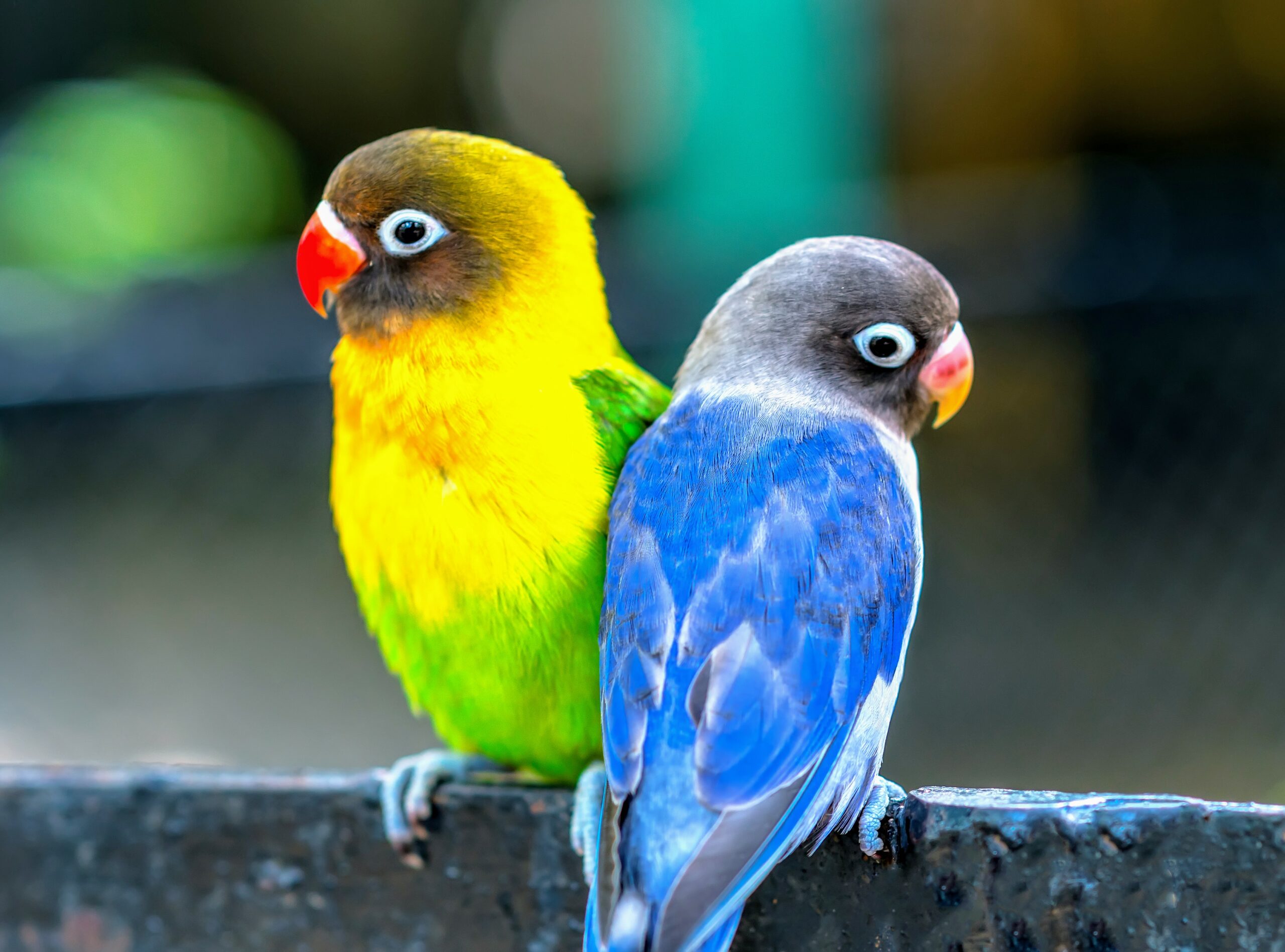 Smart parrots need more stimulation in captivity