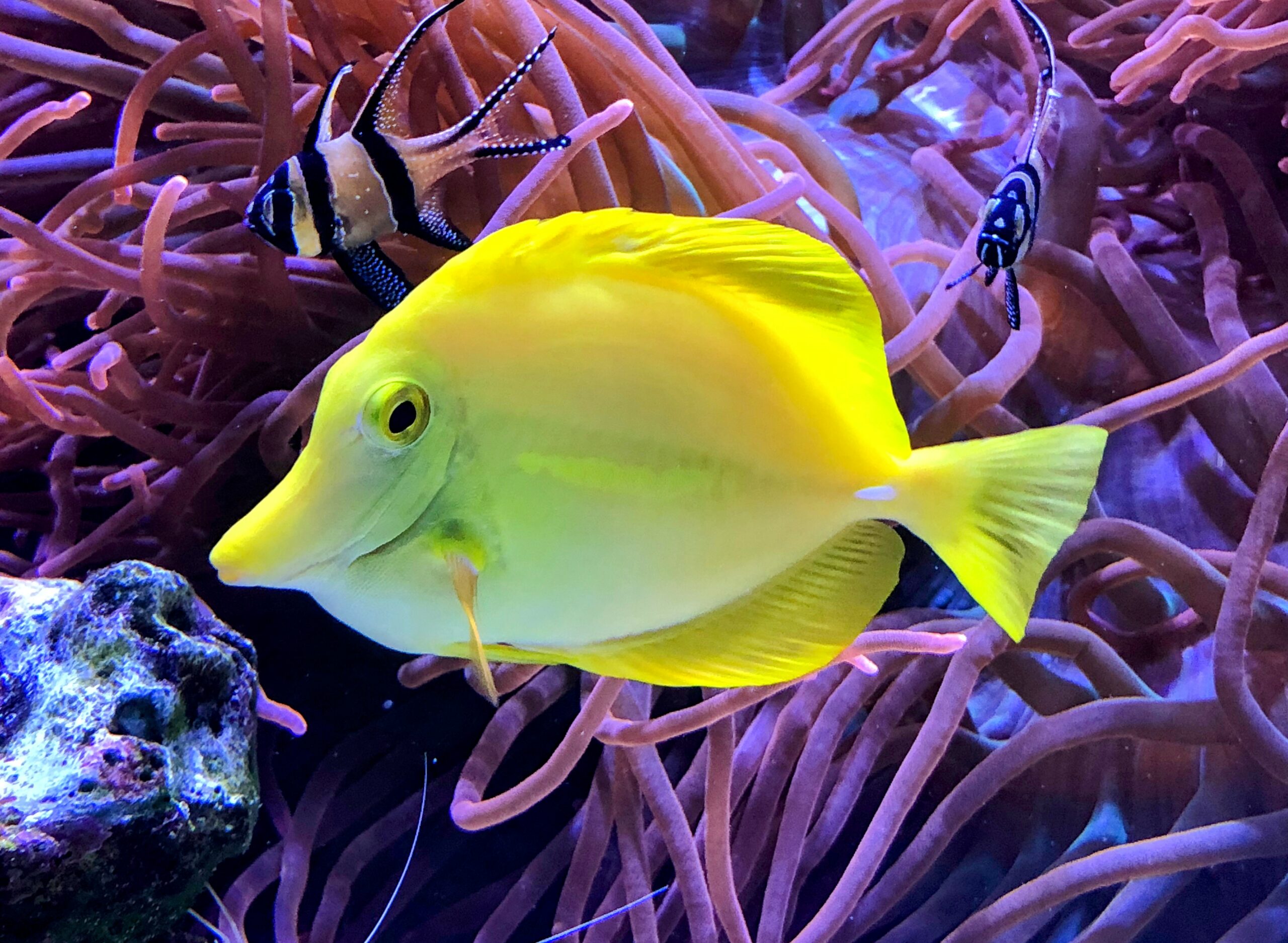 Colorful Pictures Of Fish