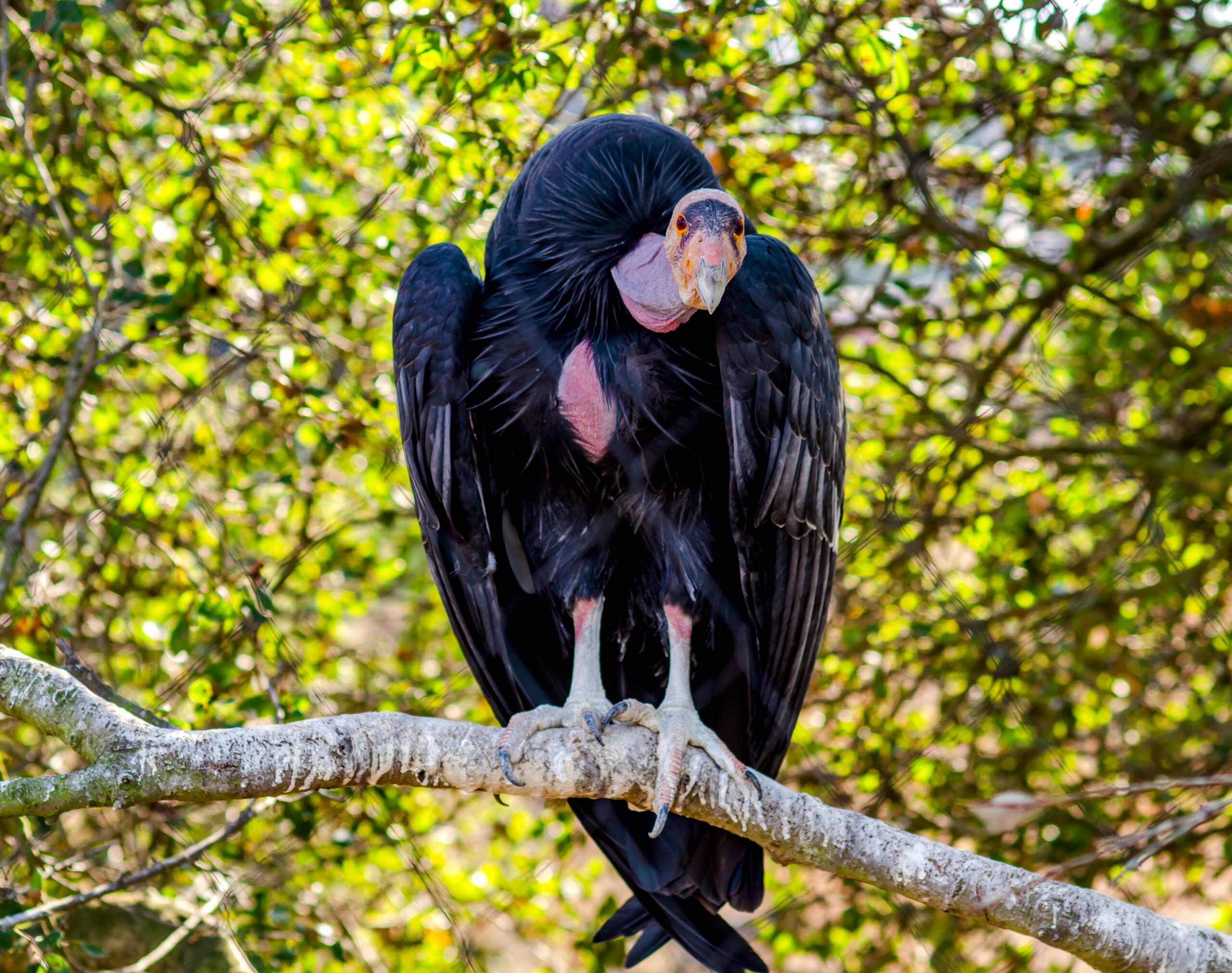 “Virgin births” discovered among California condors