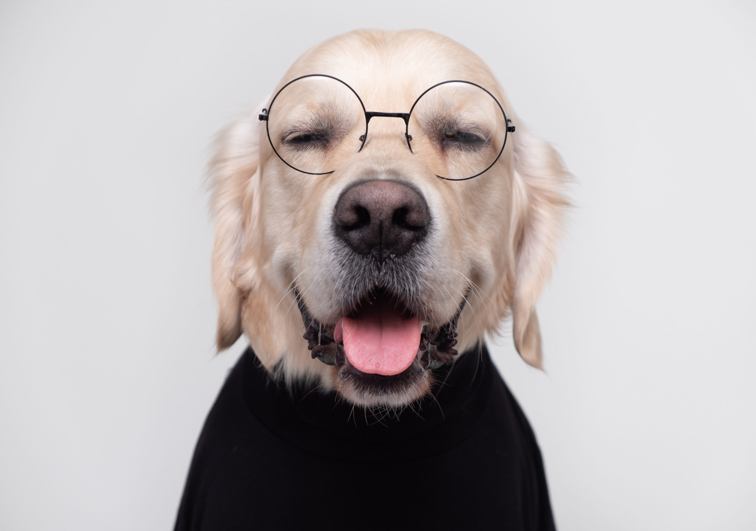 Can Dogs Need Glasses