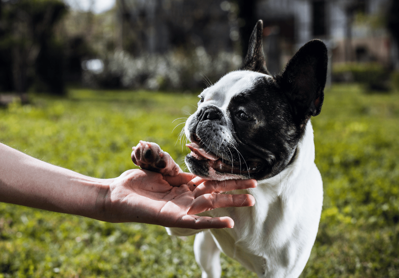 How did dogs man's best friend?