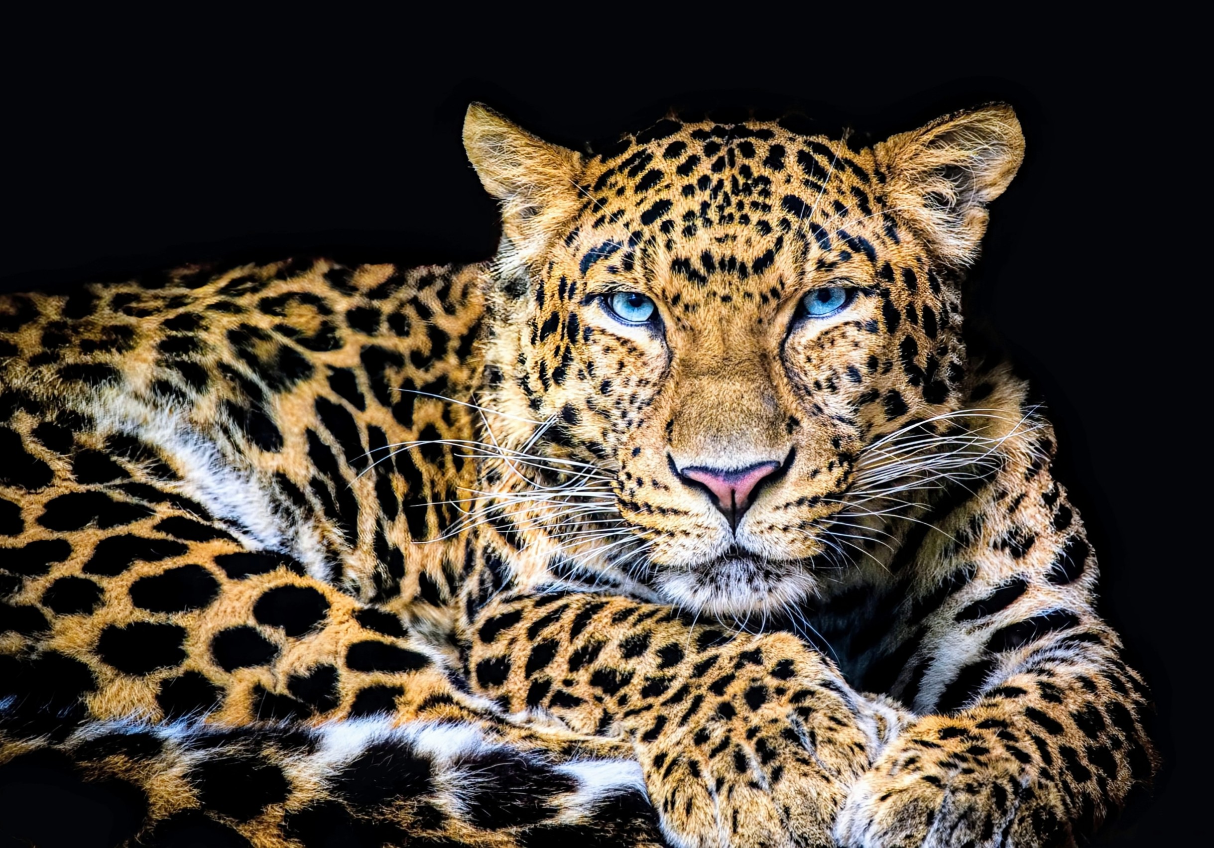 How wild cats got their striking eye colors