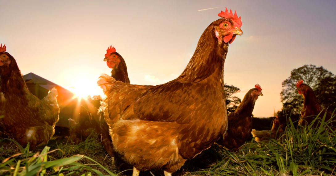 Chicken and Chicken Products Tariff Rate Quota Opening of the 2018