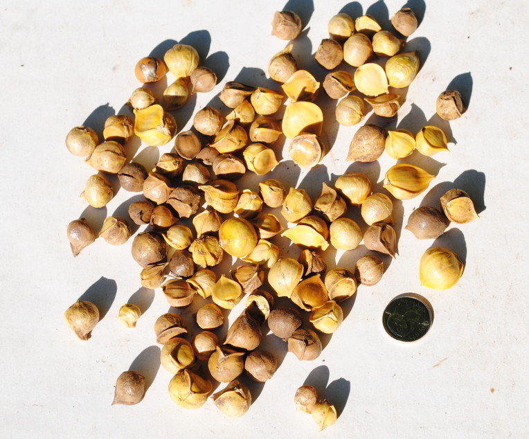 Elephant garlic corms Homegrown Goodness