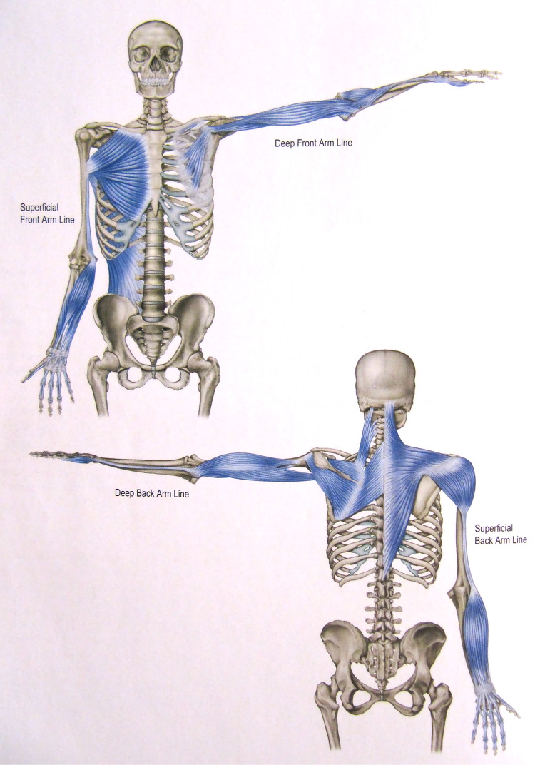 근막경선(Anatomical train)이야기 다섯번째 (Arm Line)