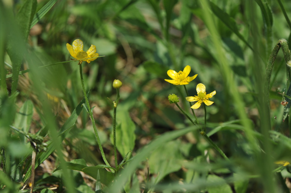 미나리아재비(Japanese Buttercup)