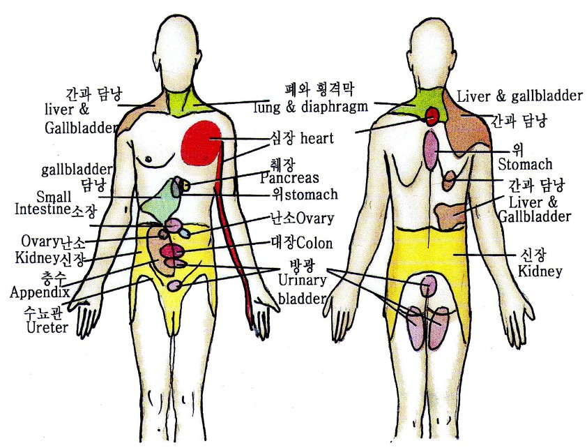 통증 지각력(pain sensations)과 전이통(referred pain)