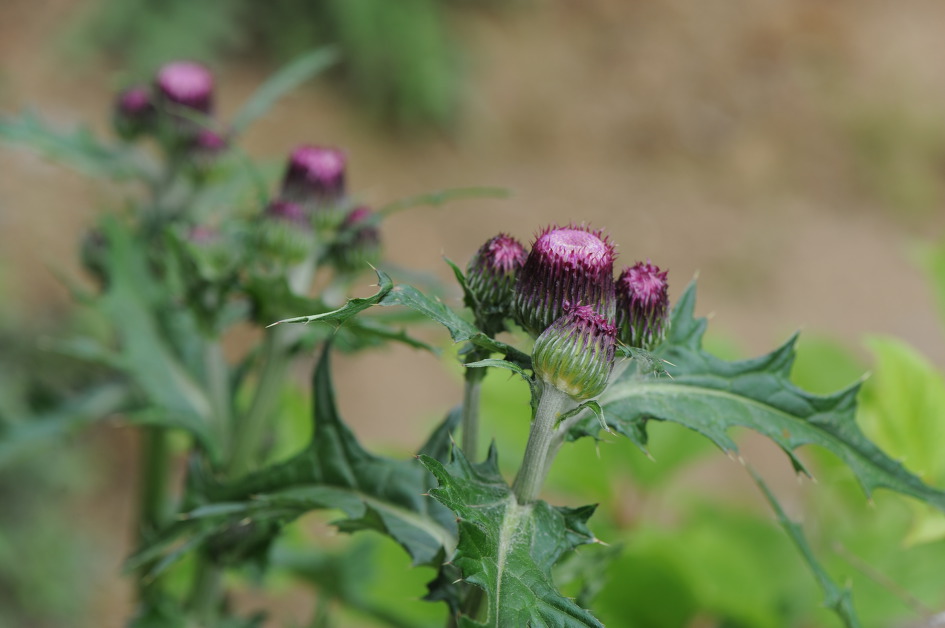 엉겅퀴 Korean thistle